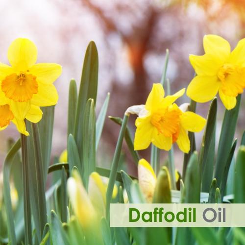 single daffodil meaning